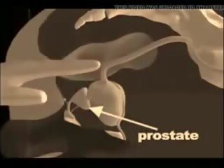 Hvordan til gi en prostata massasje, gratis xxx massasje x karakter klipp vid